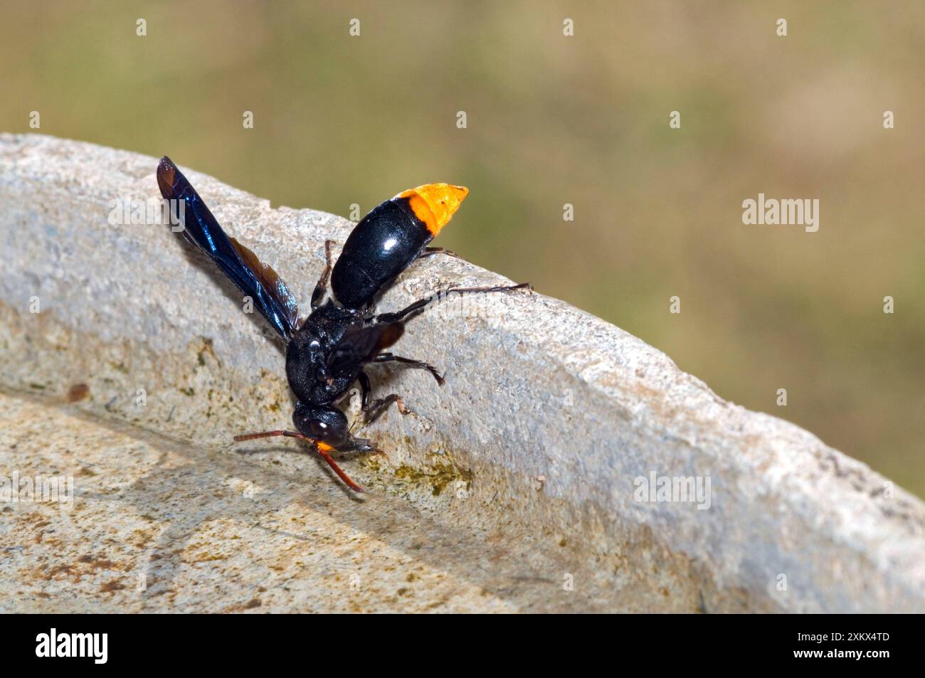 Mason Wasp - raccolta dell'acqua dal bagno per uccelli per Foto Stock