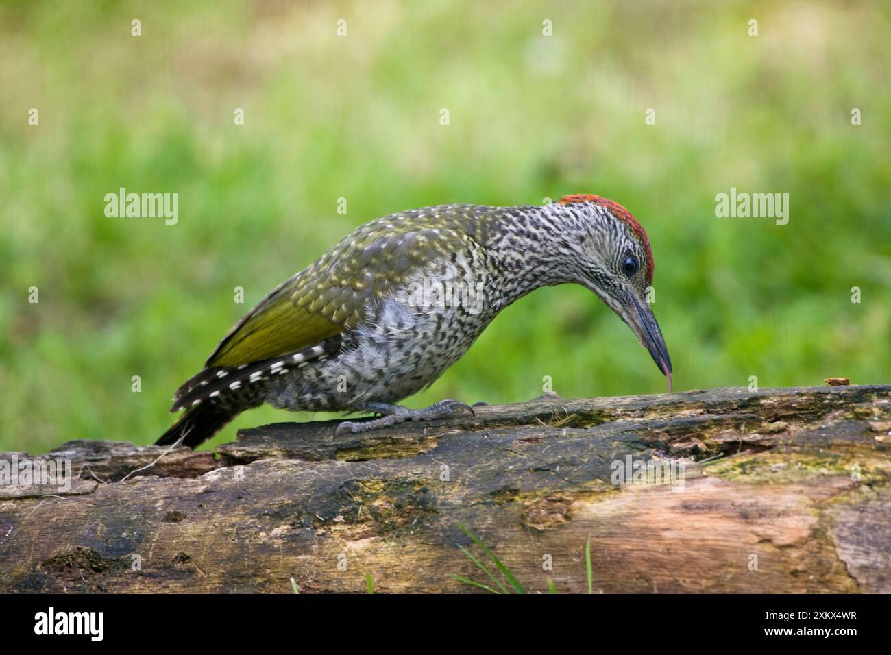 Green Woodpecker - giovani sondaggi con la lingua Foto Stock