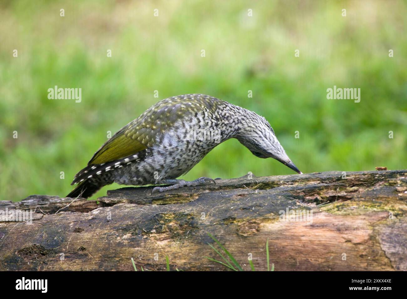 Green Woodpecker - giovani sondaggi con la lingua Foto Stock