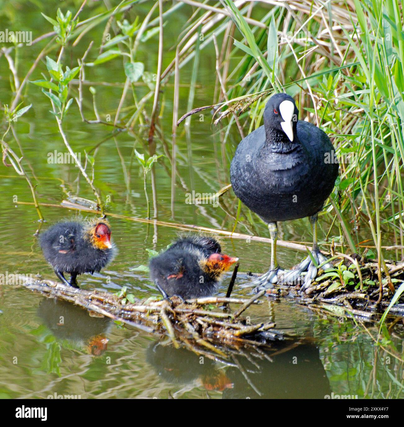 Coot - con pulcini appena nati Foto Stock