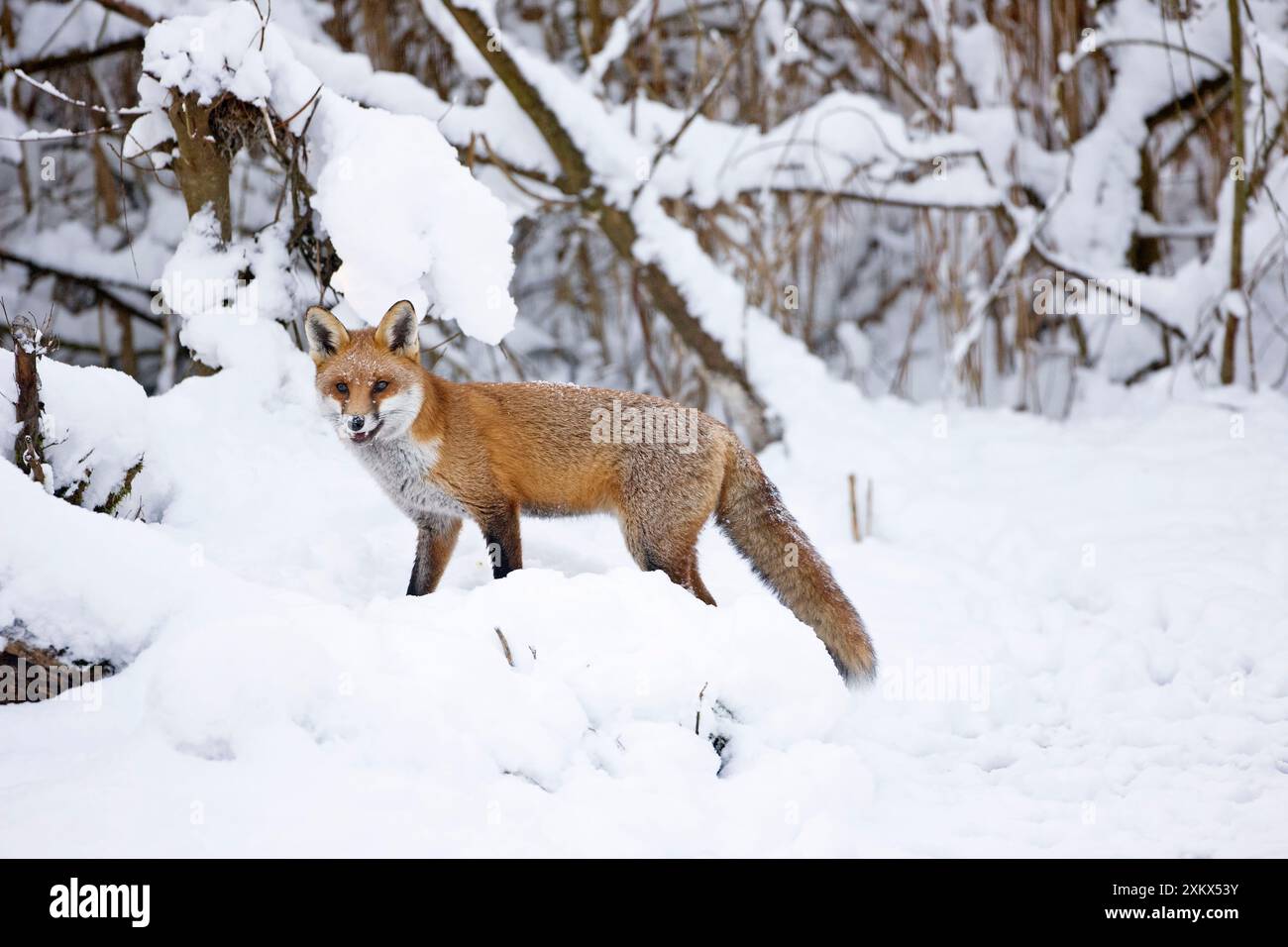La Red Fox va a caccia di prede nella neve durante l'inverno Foto Stock