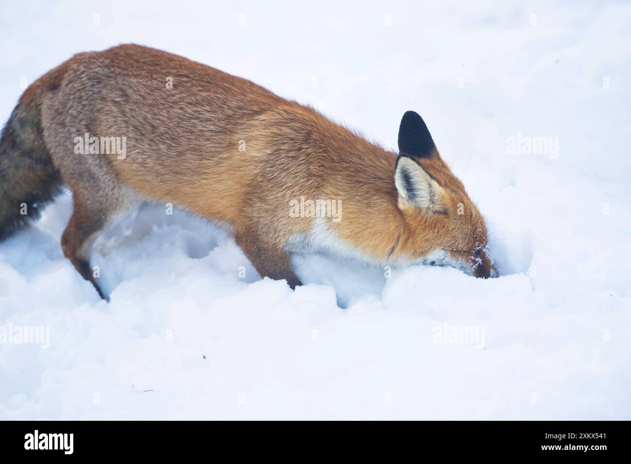 La Red Fox va a caccia di prede nella neve durante l'inverno Foto Stock