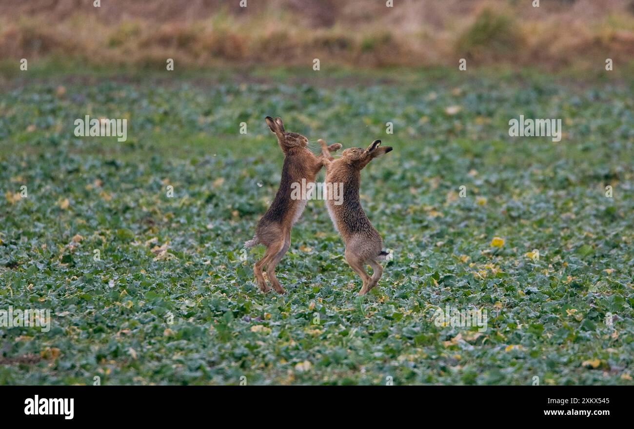 Brown lepri boxe Foto Stock
