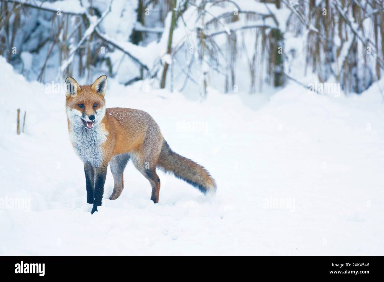 La Red Fox va a caccia di prede nella neve durante l'inverno Foto Stock