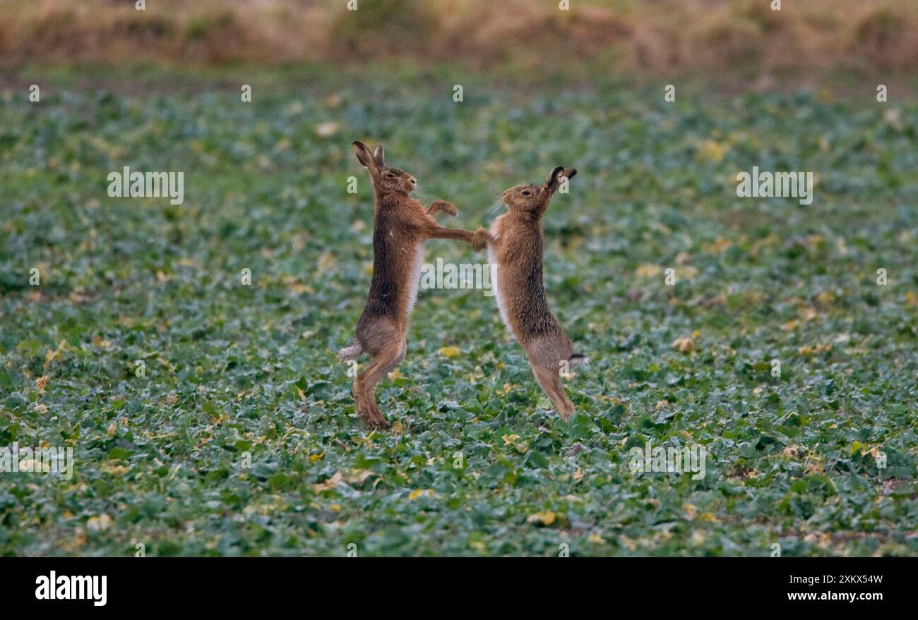 Brown lepri boxe Foto Stock