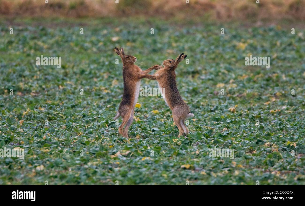 Brown lepri boxe Foto Stock