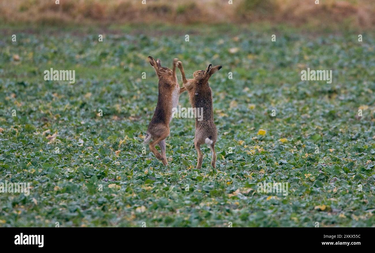 Brown lepri boxe Foto Stock