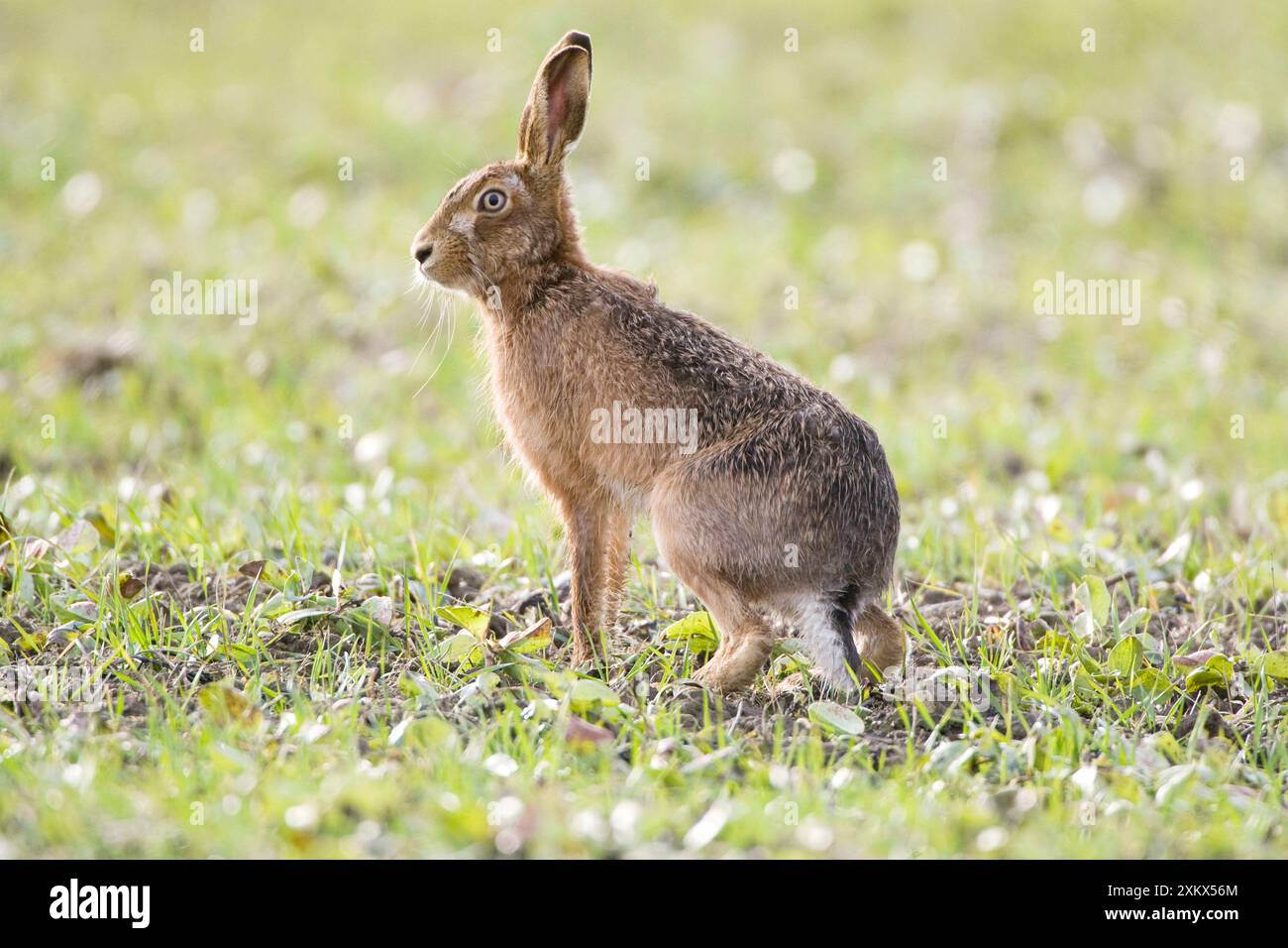 Brown Lepre Foto Stock