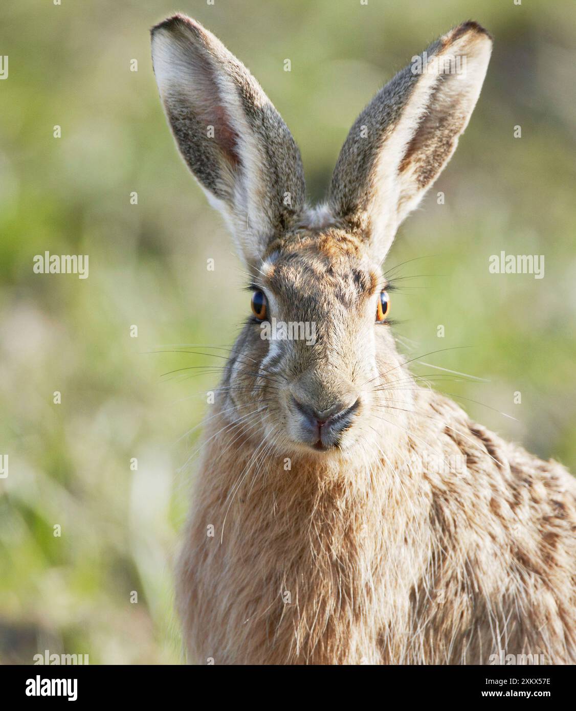 Lepre marrone - Oxon Foto Stock