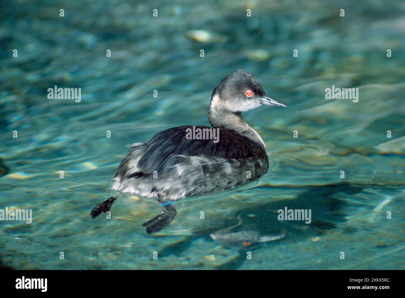 Grebe dal collo nero/orecchino - inverno Foto Stock