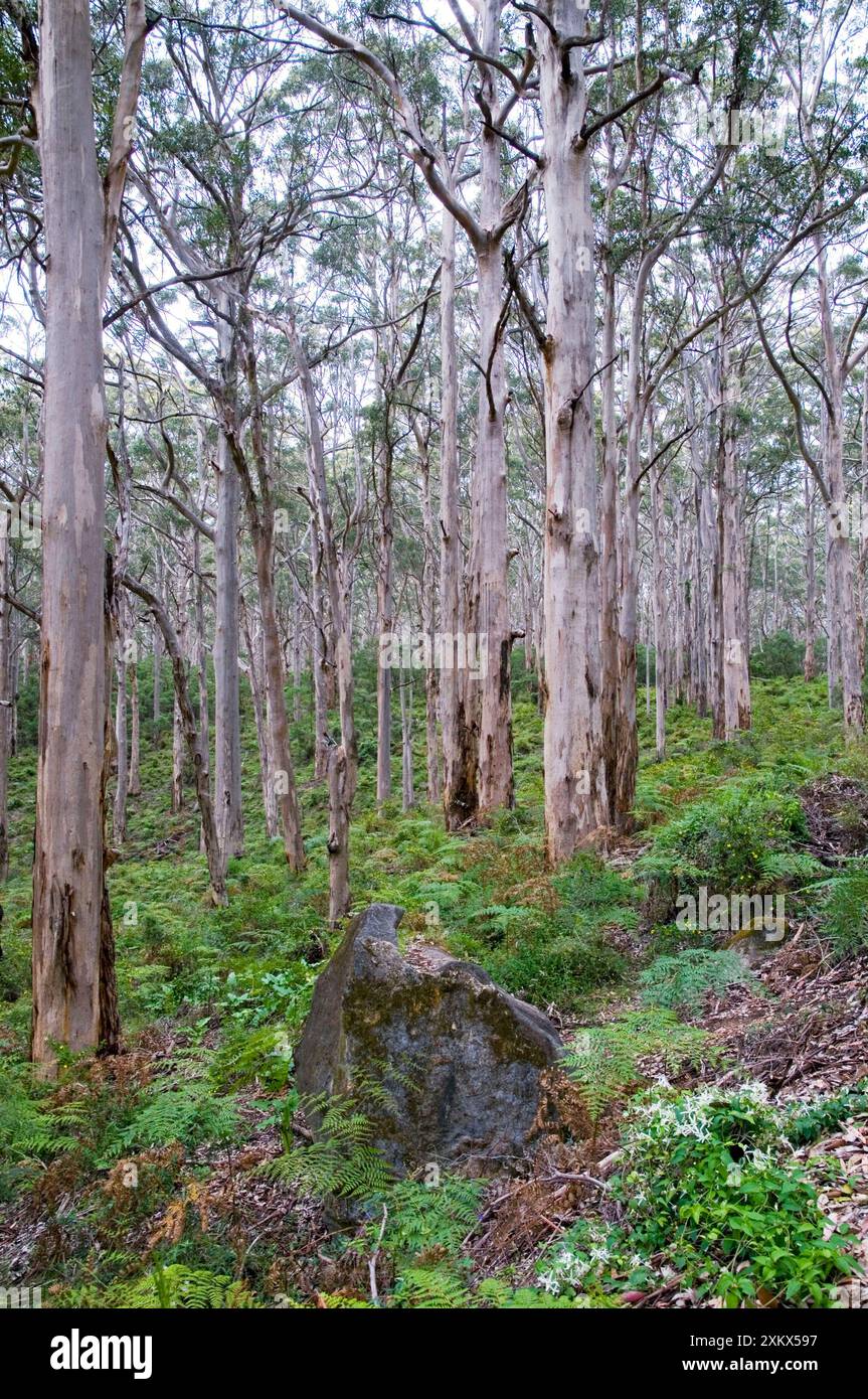 Foresta di alberi di karri, la terza specie di alberi più alta Foto Stock