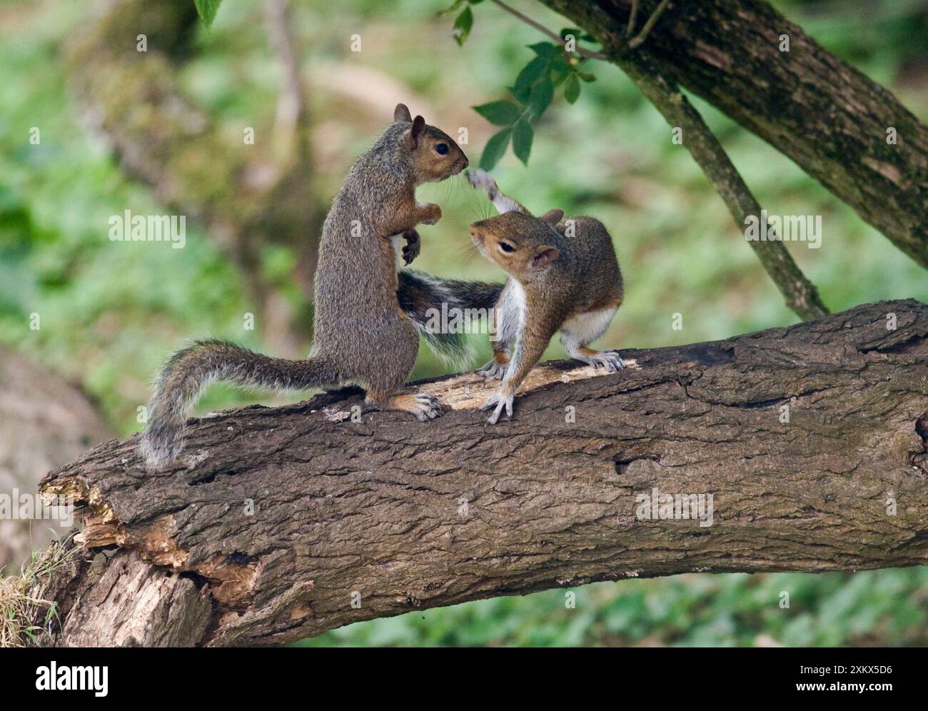 Grigi scoiattoli in piedi in piedi a combattere su un ramo Foto Stock
