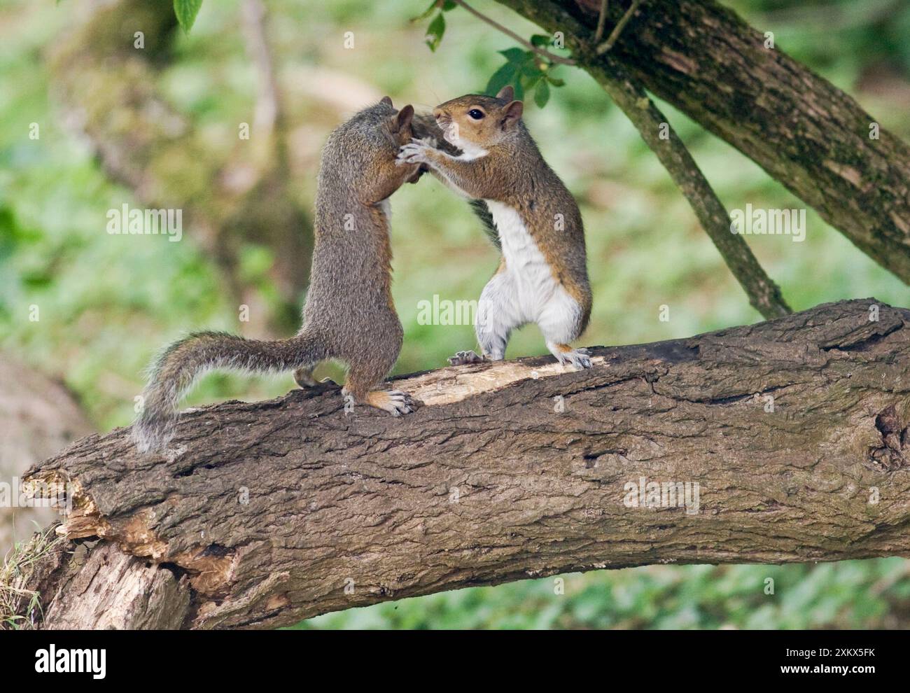 Grigi scoiattoli in piedi in piedi a combattere su un ramo Foto Stock