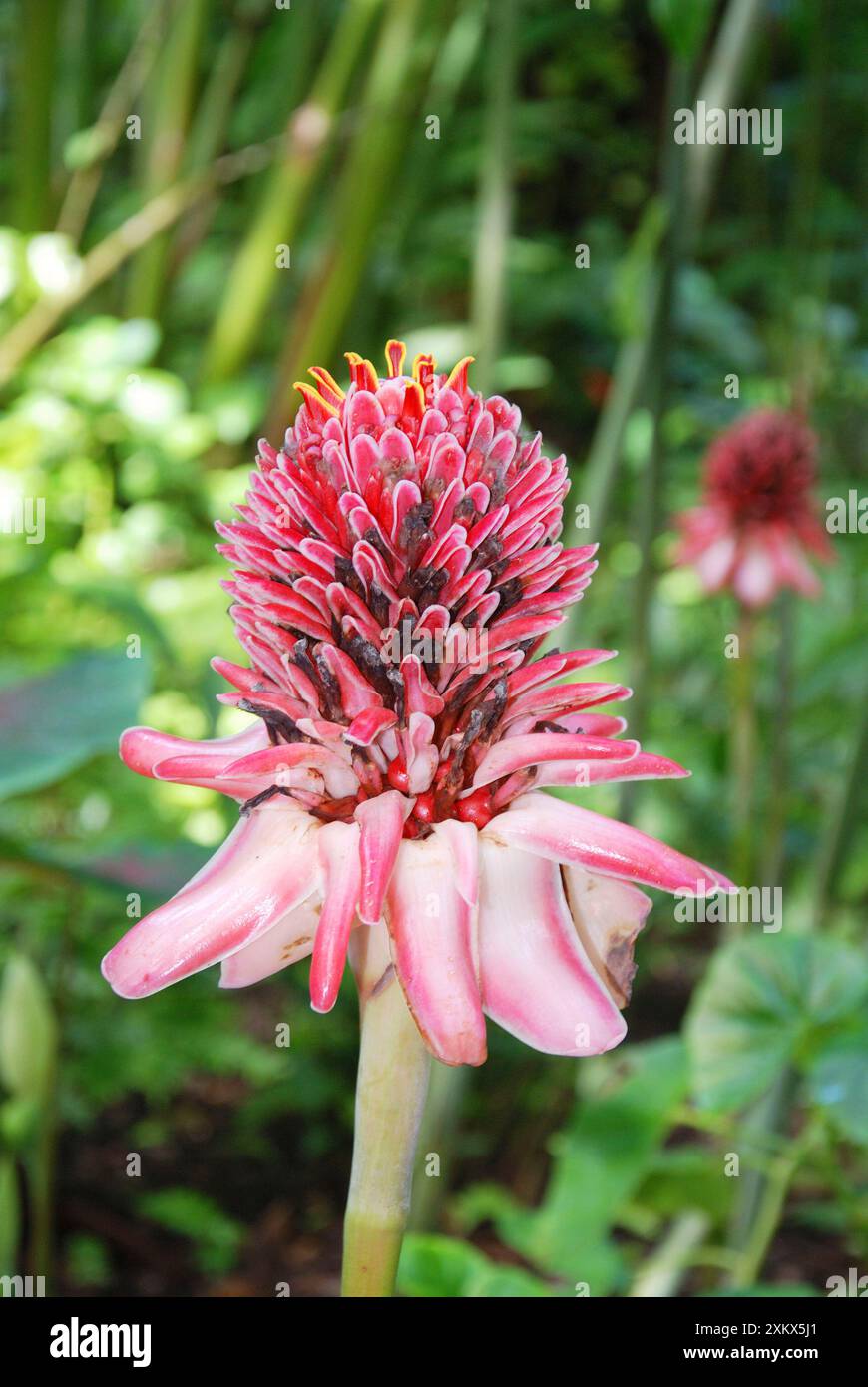 Pink Torch Ginger, originario dell'Indonesia, è cresciuto Foto Stock