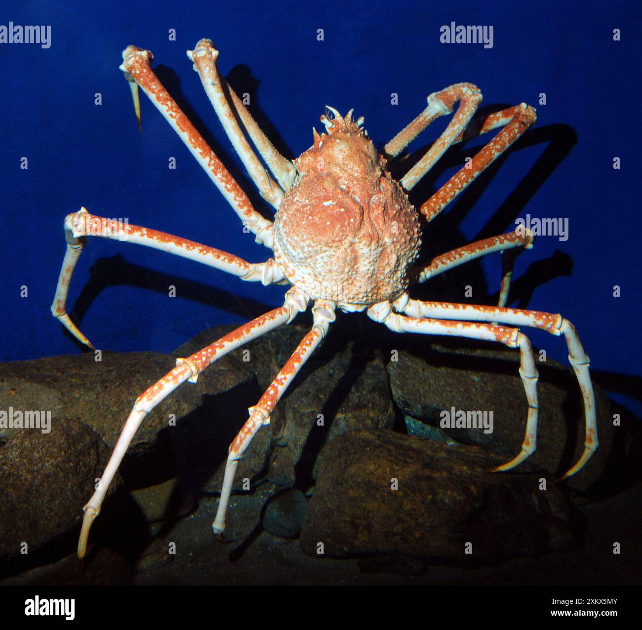 Il gigante Giapponese ragno granchio Foto Stock