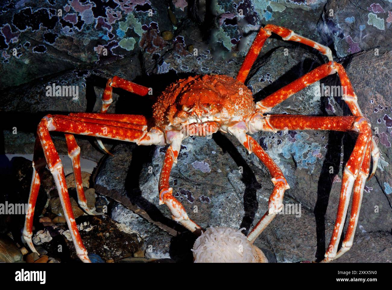 Granchio ragno gigante giapponese Foto Stock