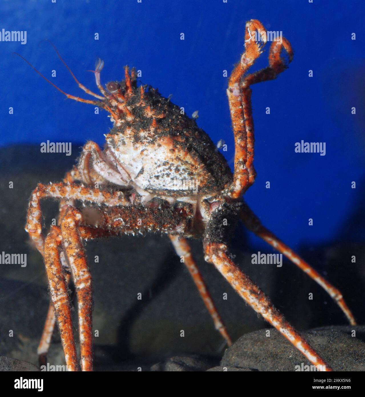 Pacific Spider Crab, acque giapponesi Foto Stock