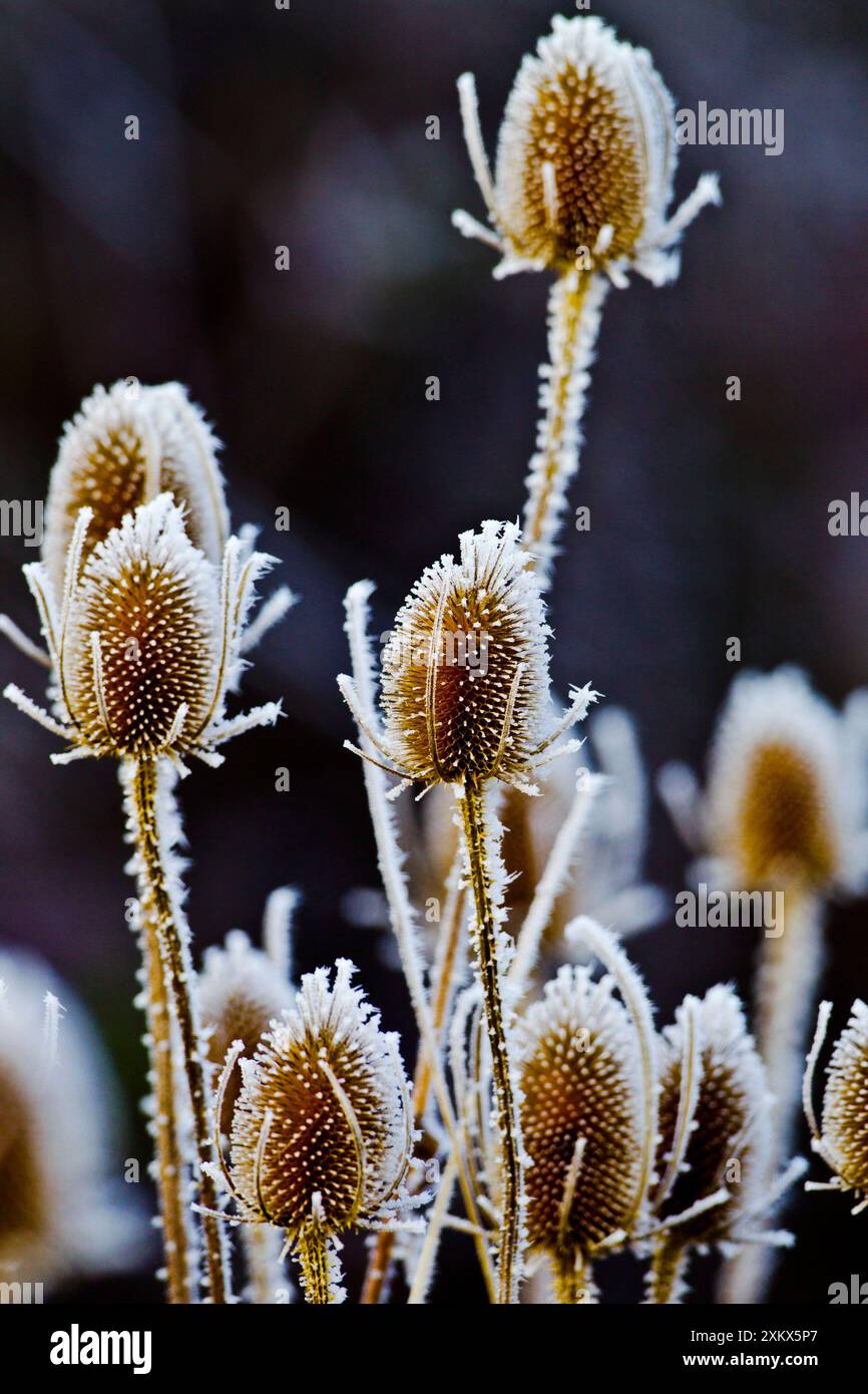 Teste di cardo - ricoperte di ghiaccio Foto Stock