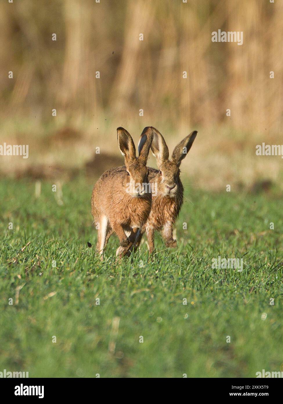 Brown Hares - inseguirsi a vicenda sui terreni agricoli Foto Stock