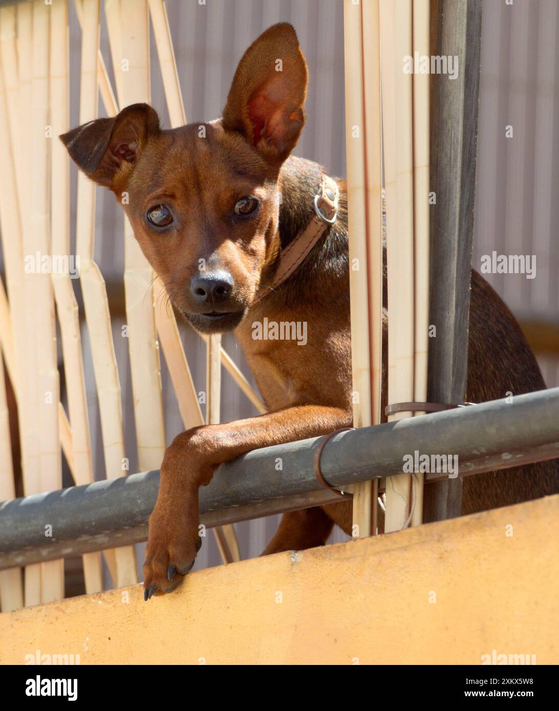 Cane - si affaccia sulla strada dal patio del primo piano Foto Stock