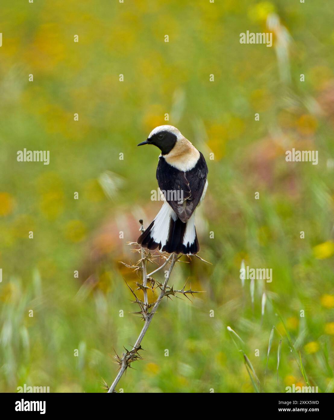 Eastern Black-ear Wheatear - uomo arroccato con Foto Stock