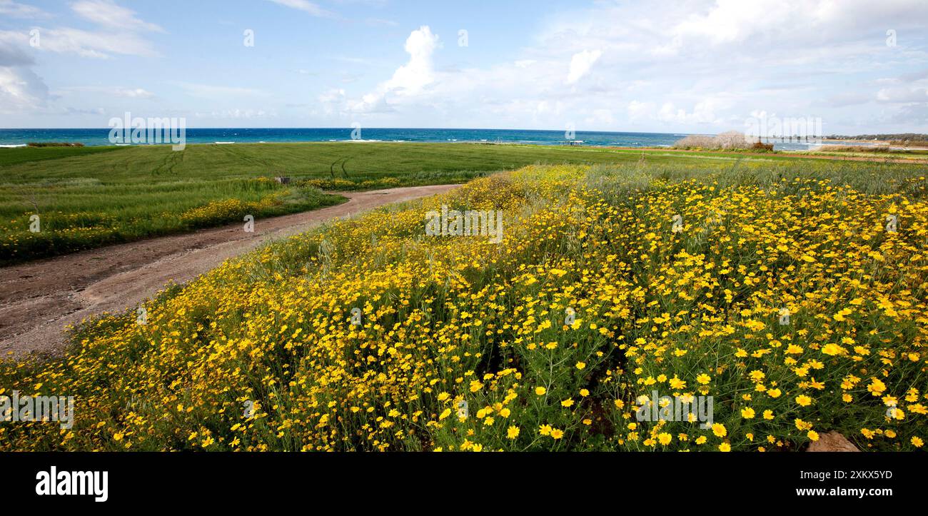 Fiori Crown Daisy Foto Stock