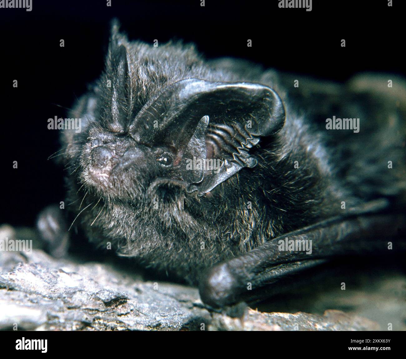 Barbastelle Bat - una specie rara in Gran Bretagna e in Europa Foto Stock