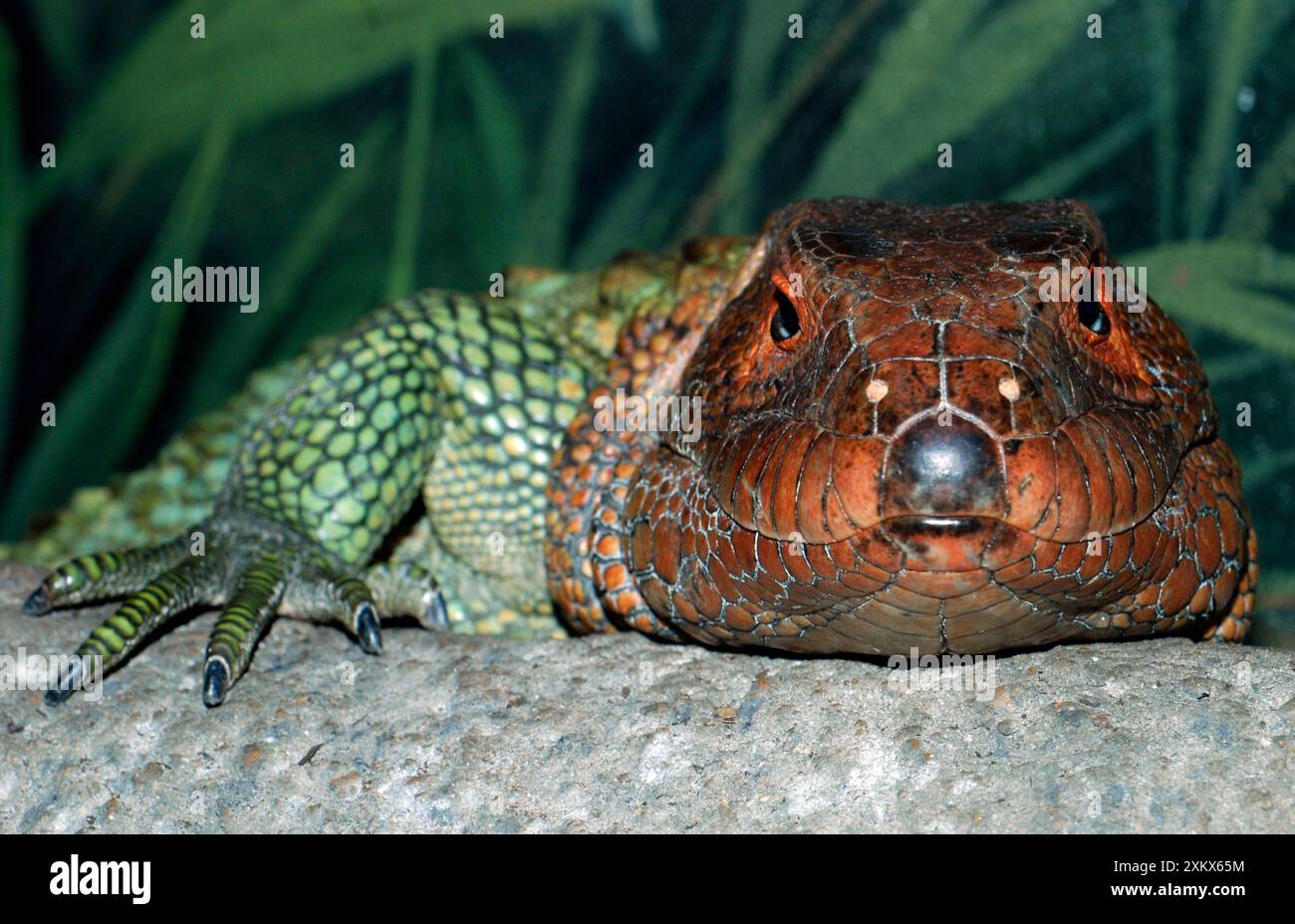 Northern Caiman Lizard Foto Stock