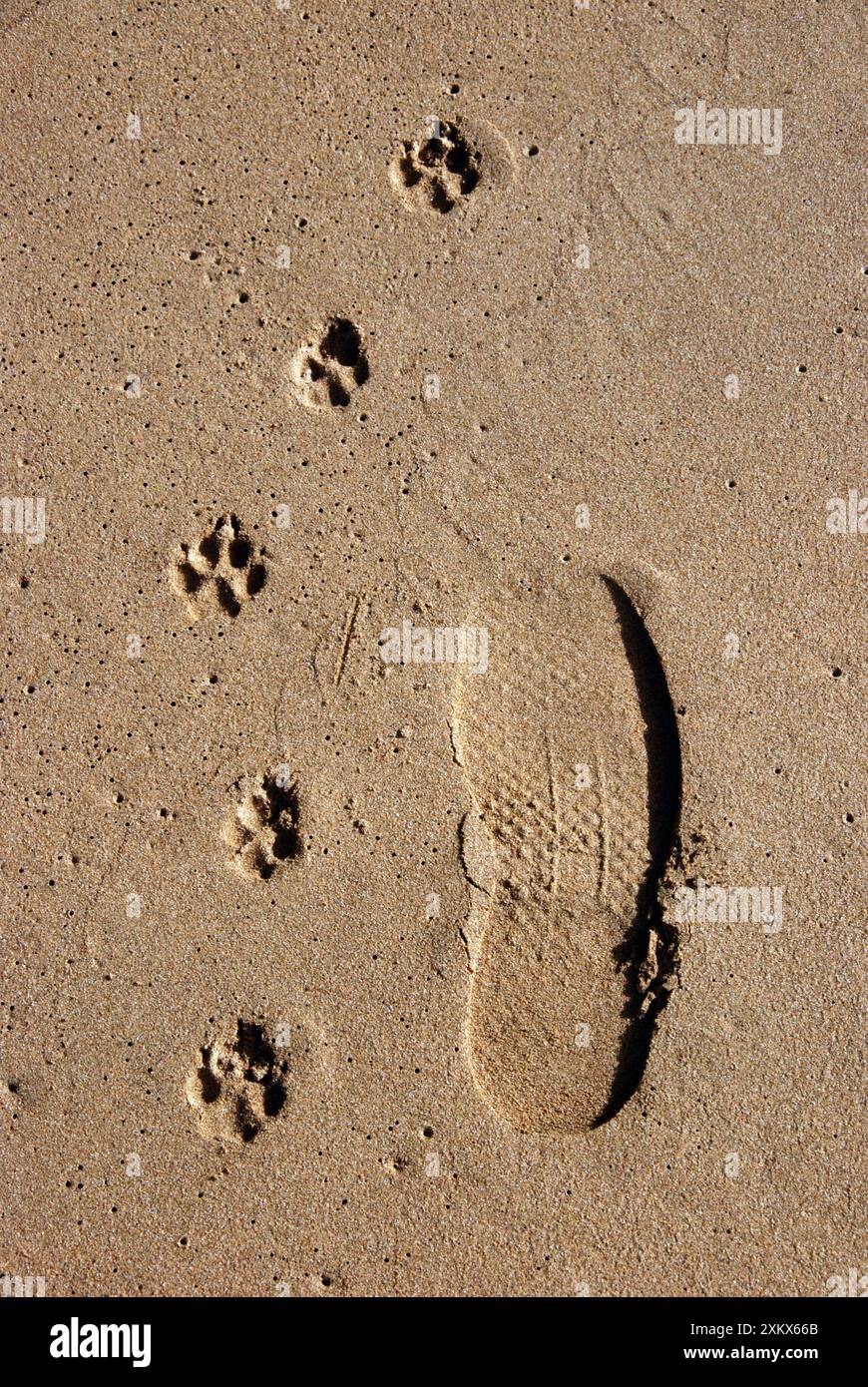 Impronte - un uomo e il suo cane - su una spiaggia sabbiosa Foto Stock