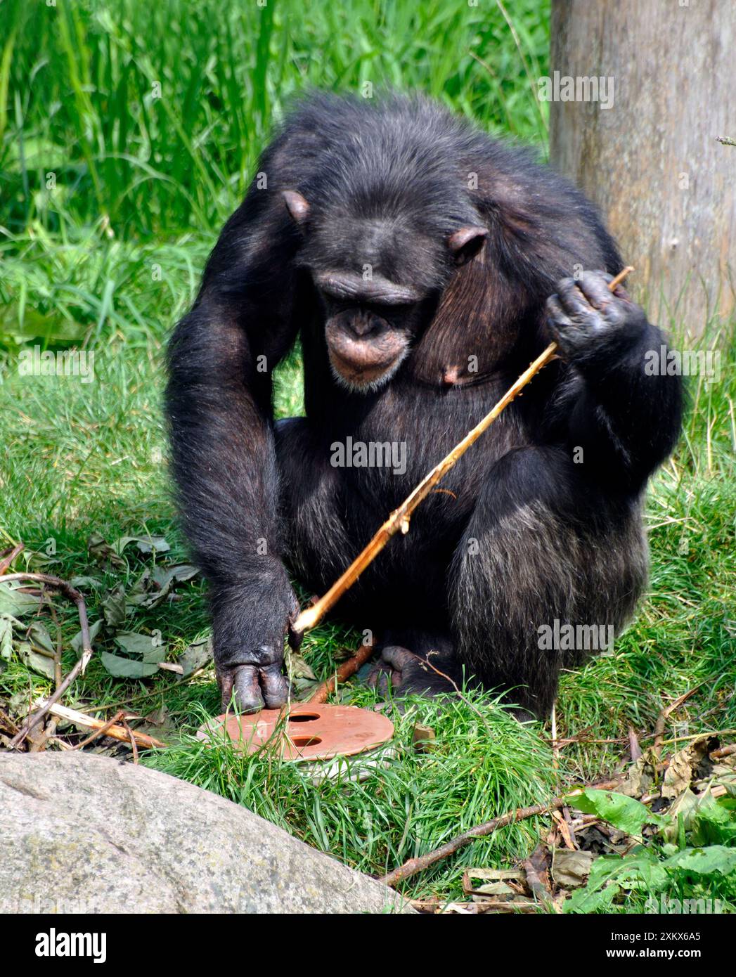 Scimpanzé usa un bastoncino per recuperare il cibo dal sottosuolo Foto Stock