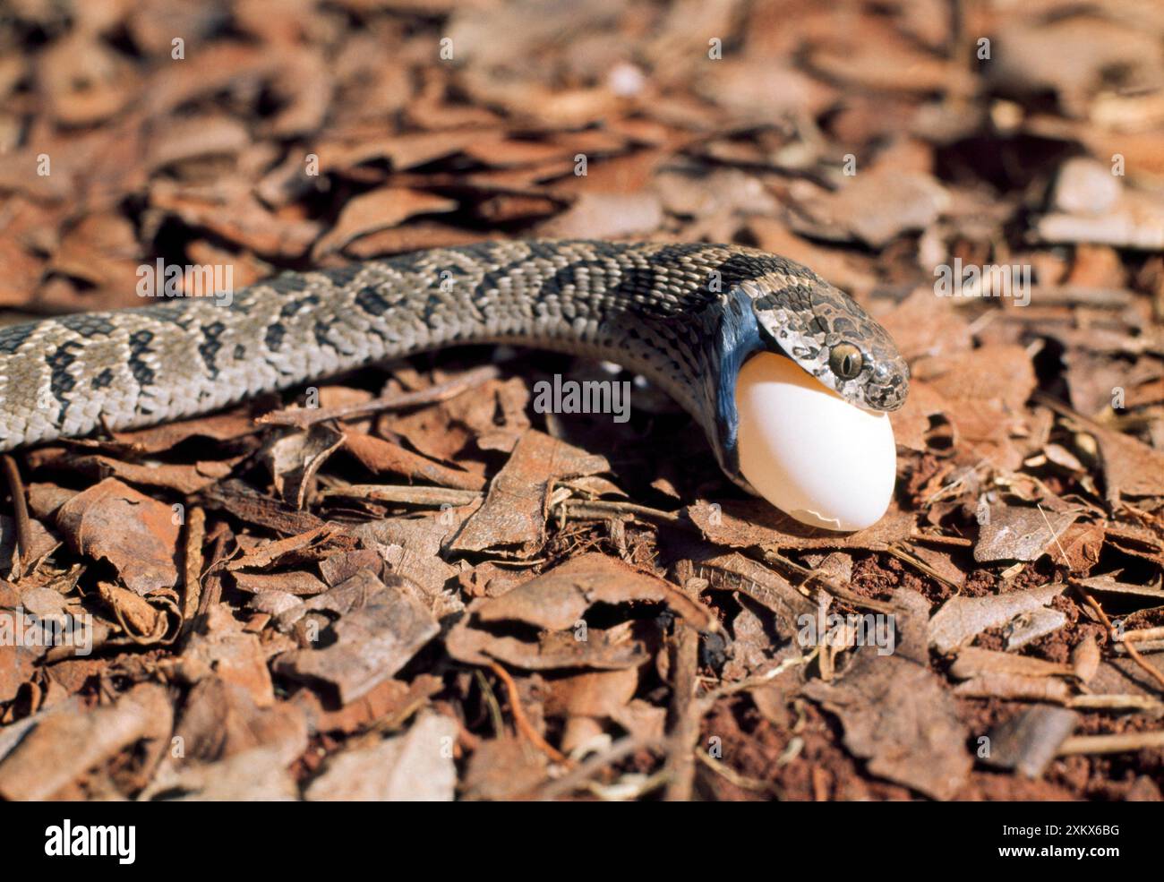 Serpente che mangia uova - mangiare uova - sequenza 2 di 7 Foto Stock