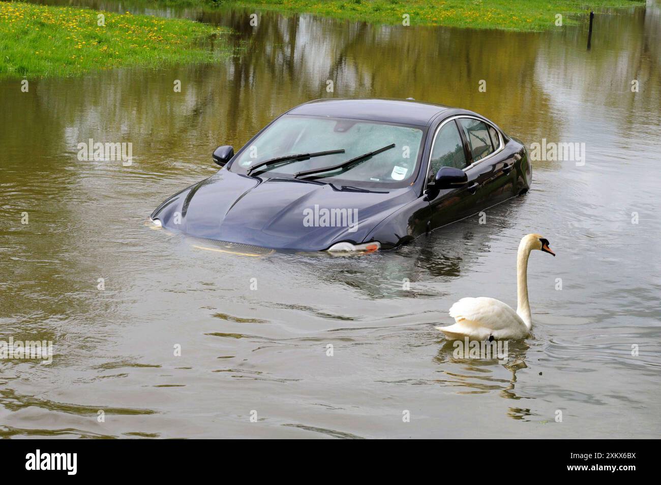 Auto e cigno nel fiume allagato - domenica 6 maggio 2012 Foto Stock
