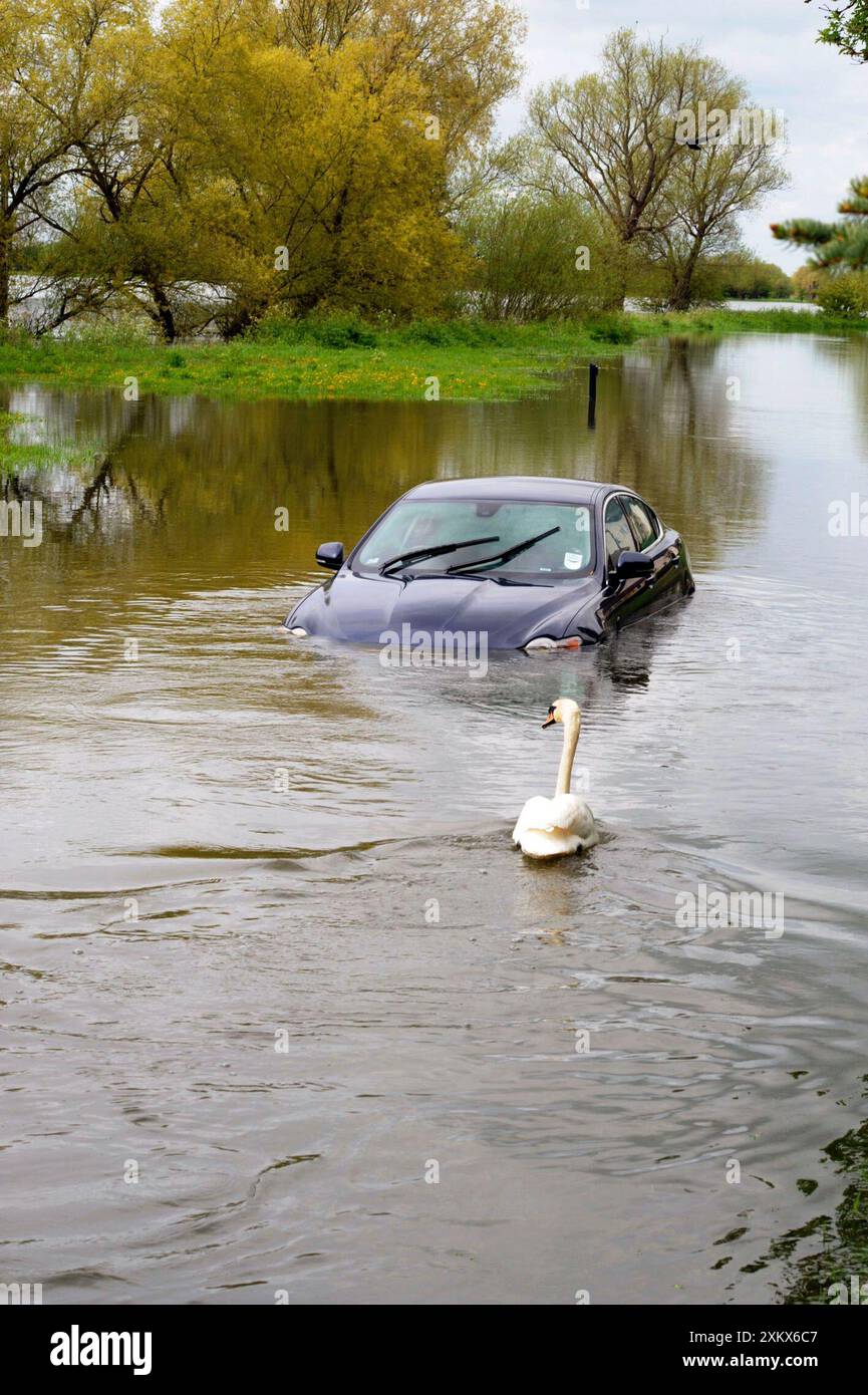 Auto e cigno nel fiume allagato - domenica 6 maggio 2012 Foto Stock