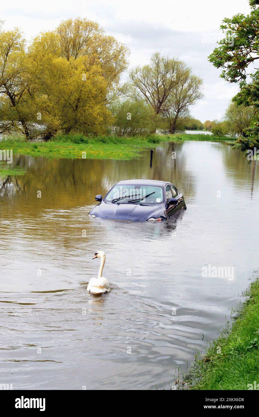 Auto e cigno nel fiume allagato - domenica 6 maggio 2012 Foto Stock
