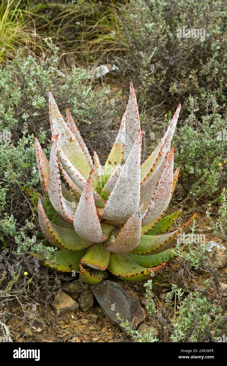 Infezione di insetti su scala bianca di aloe (Aloe ferox) Foto Stock