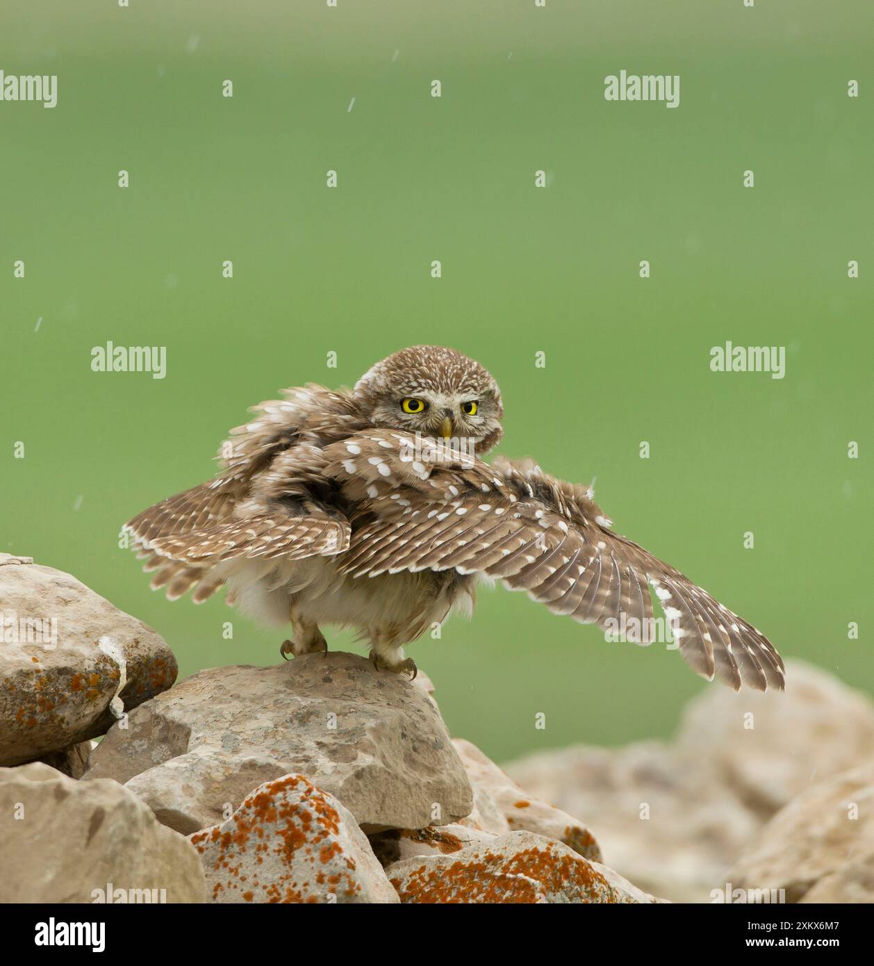 Little Owl - allungando le ali per catturare il Foto Stock