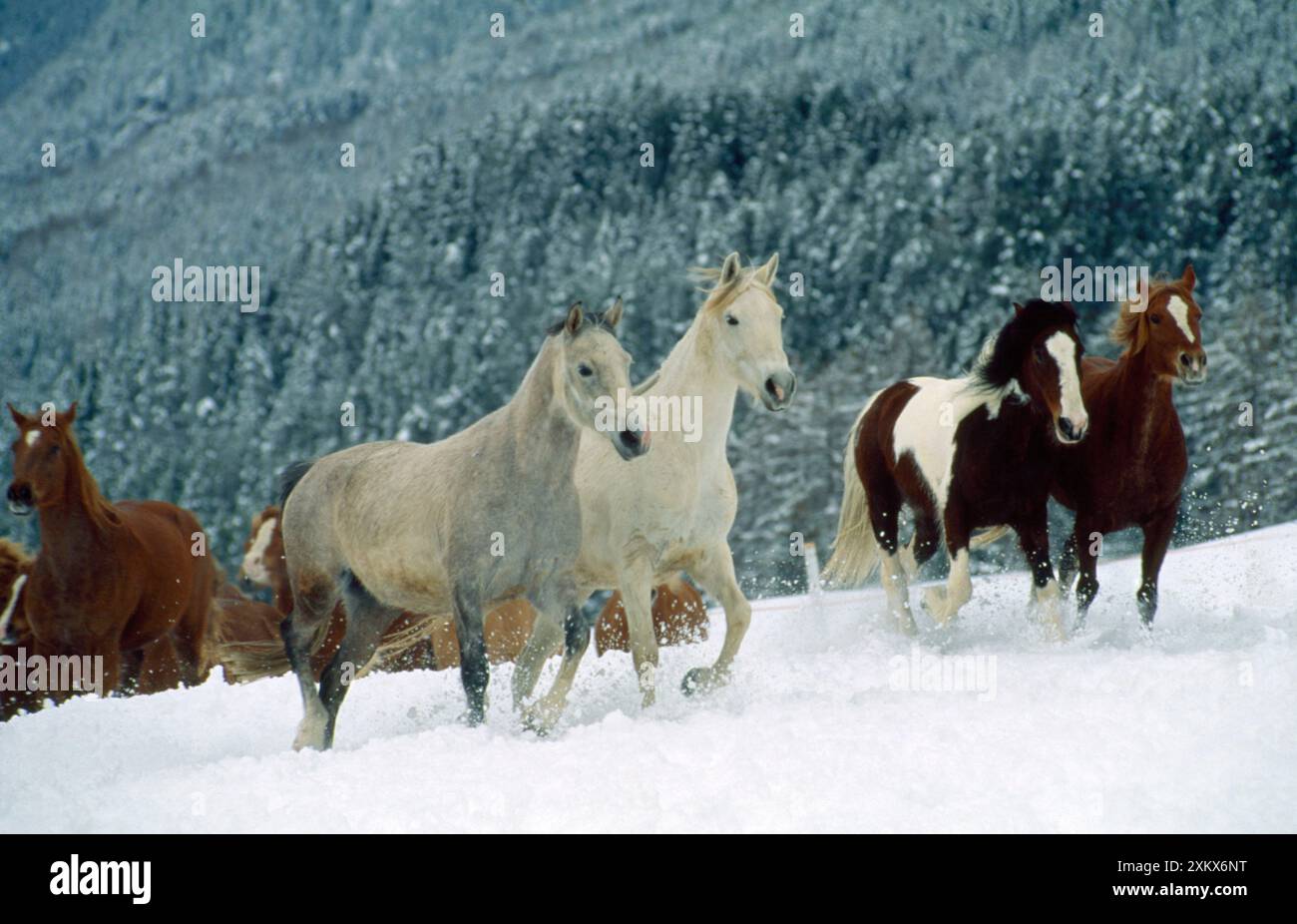 Cavalli - Arabici - Piebaldo (Tinker) - e svizzeri Foto Stock