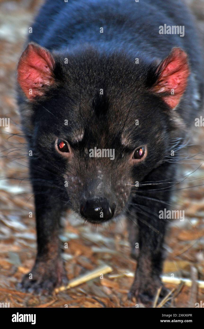 Diavolo della Tasmania Foto Stock