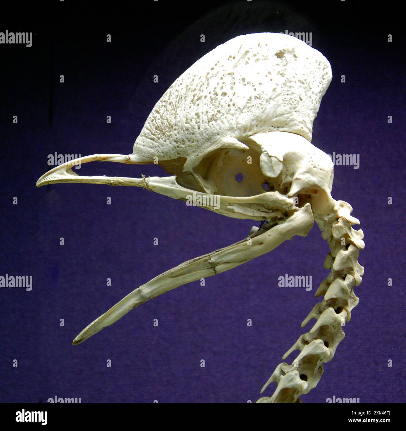 Cassowary - cranio Foto Stock