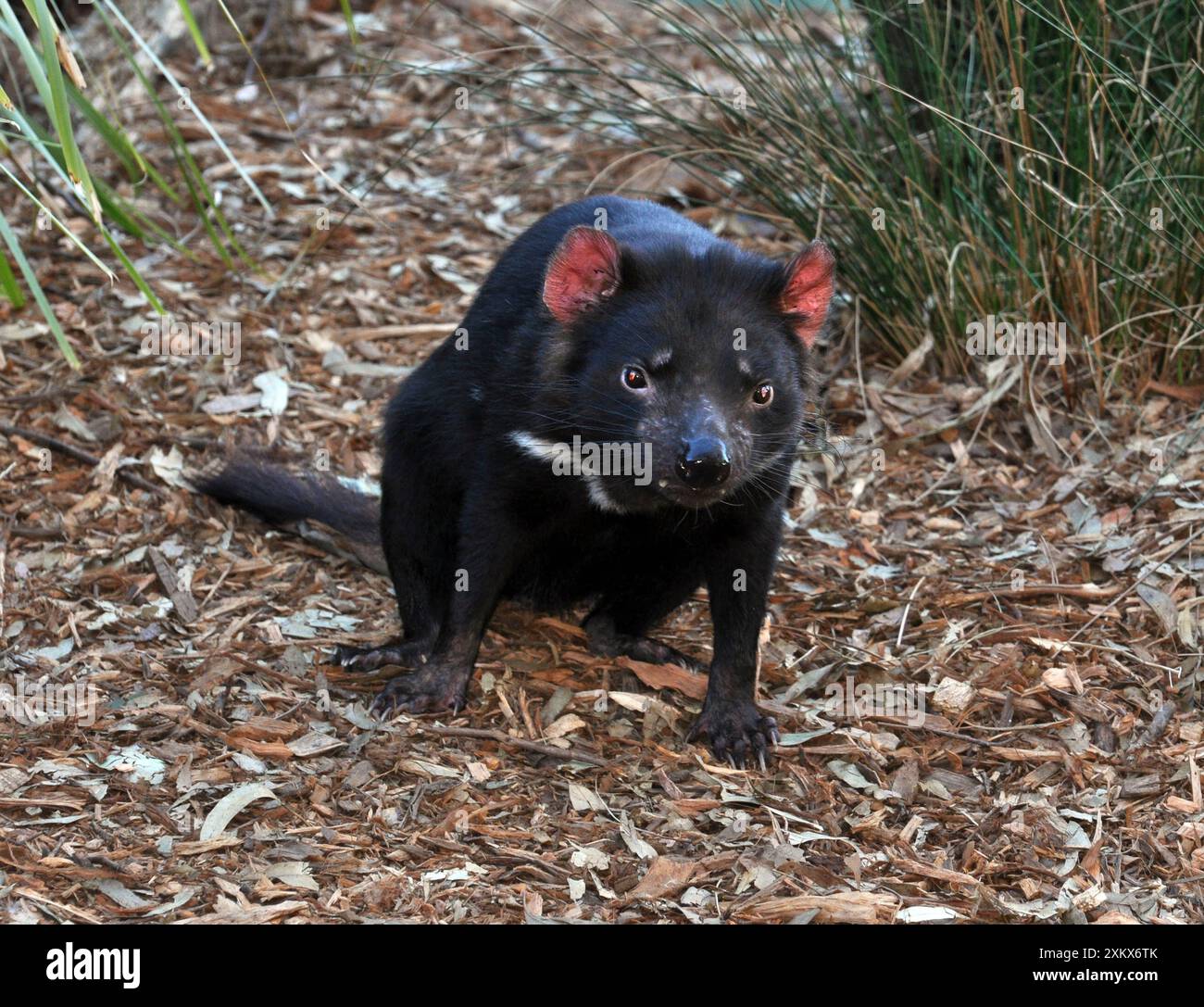 Diavolo della Tasmania Foto Stock