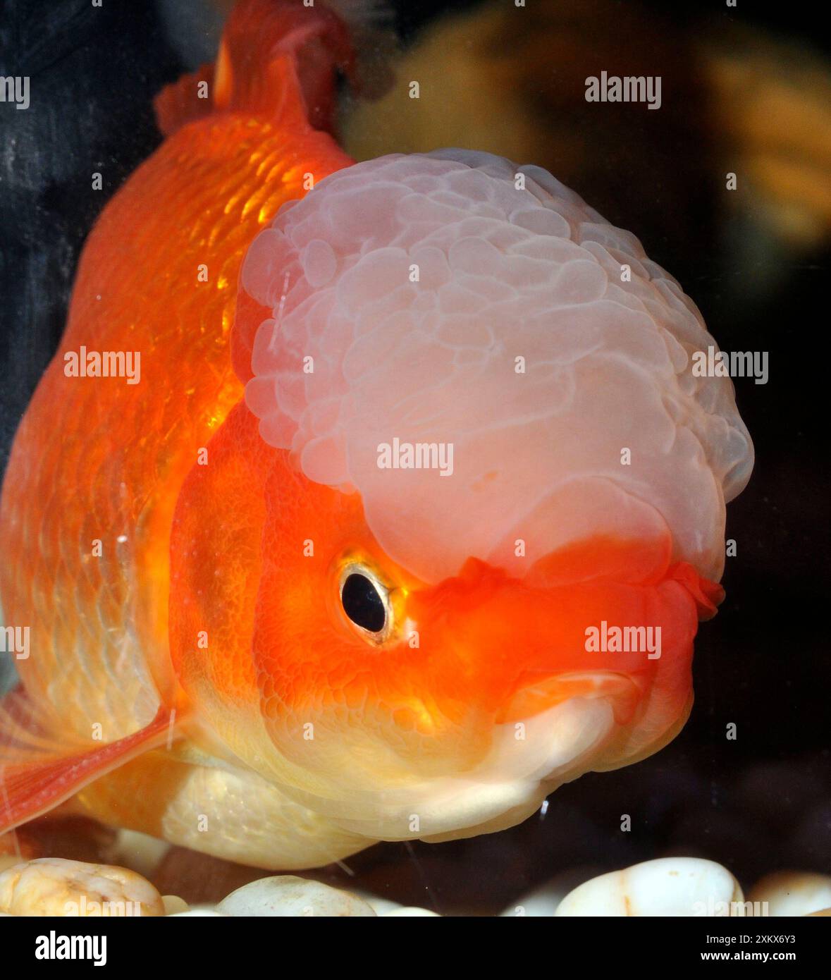 Pesce rosso . Varietà Oranda. Foto Stock