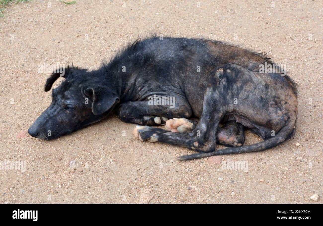 Cane - cane da villaggio dall'aspetto malato Foto Stock