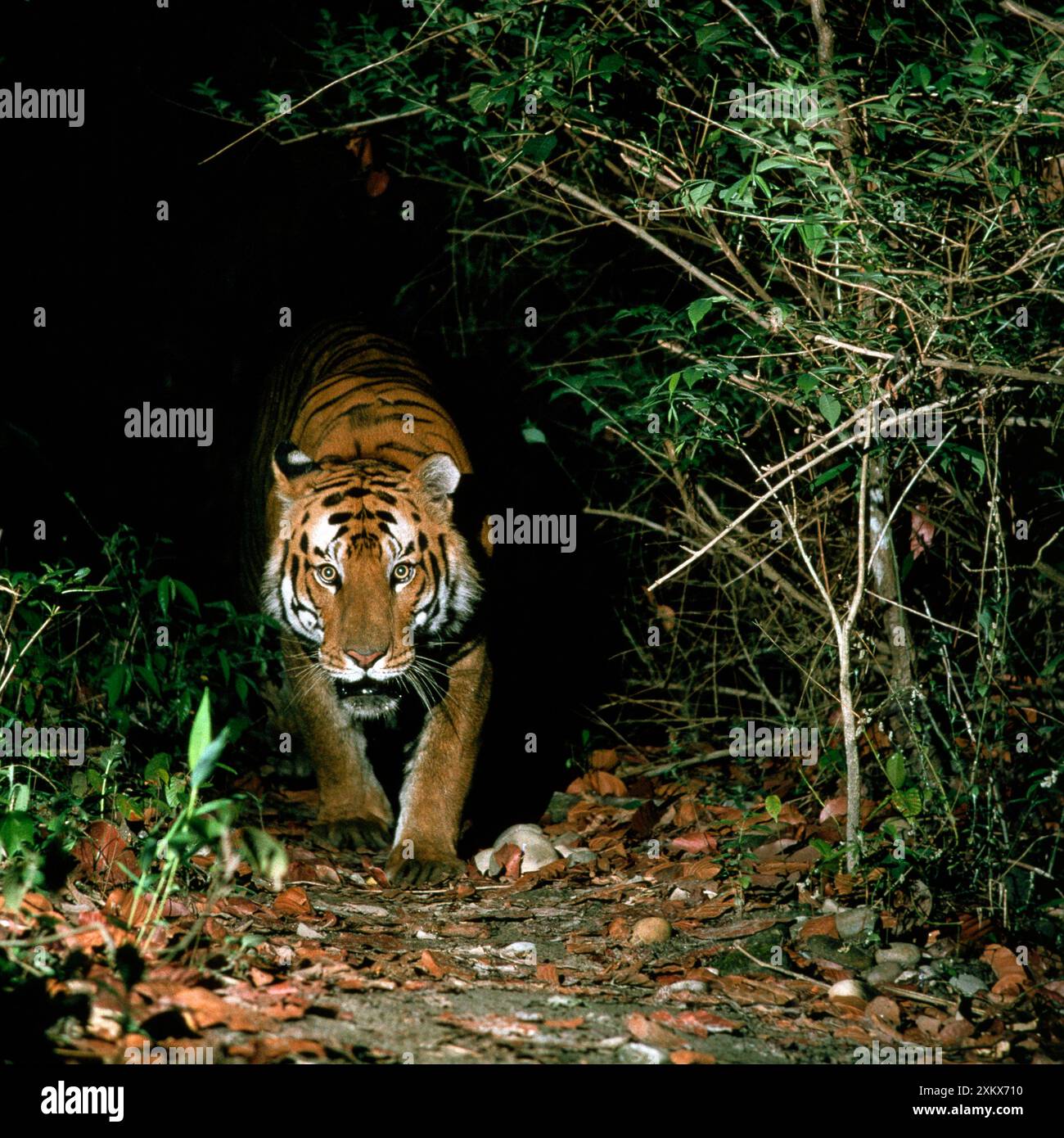 Bengala / Tigre indiana in avvicinamento dall'oscurità Foto Stock