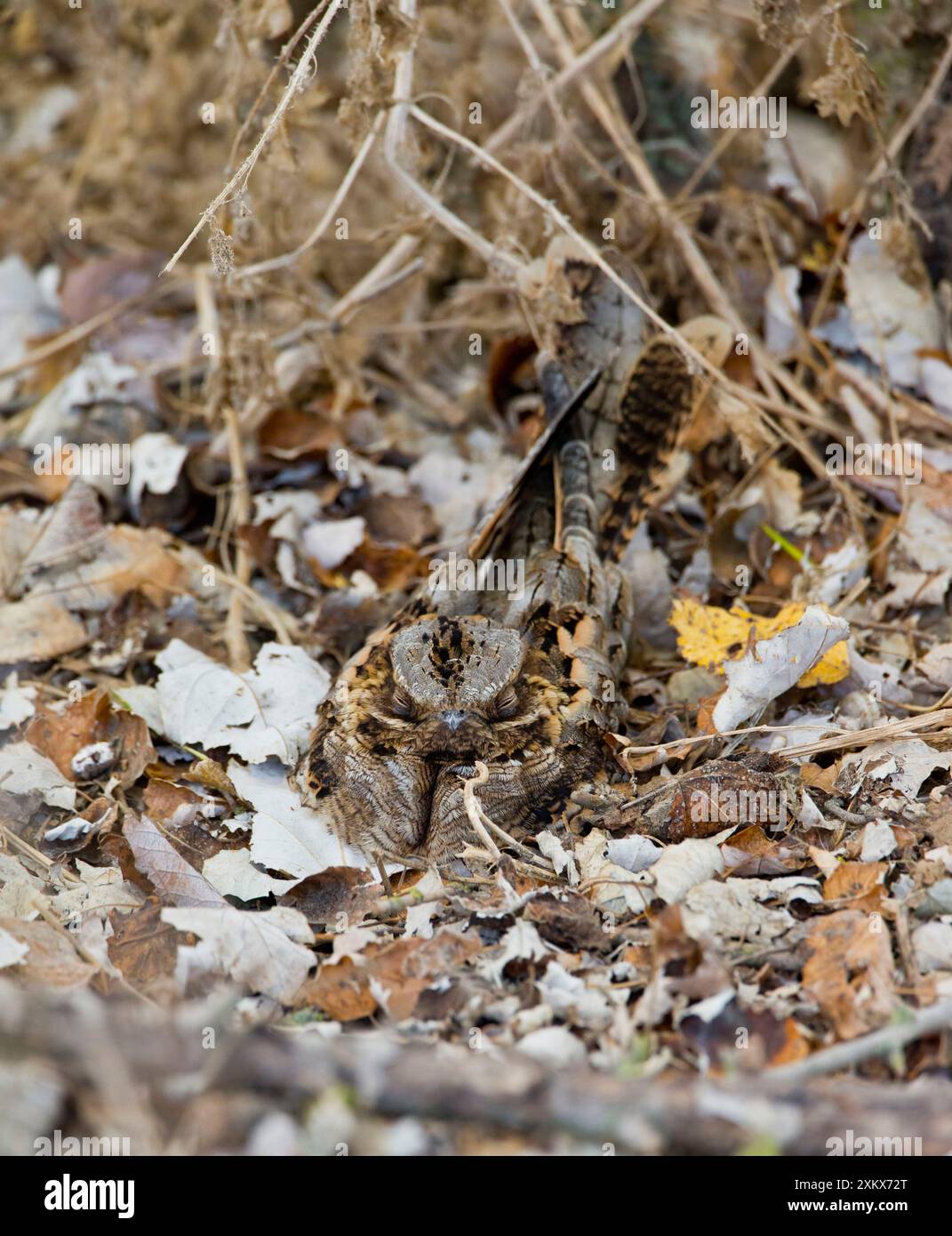 Nightjar dal collo rosso in roost Foto Stock