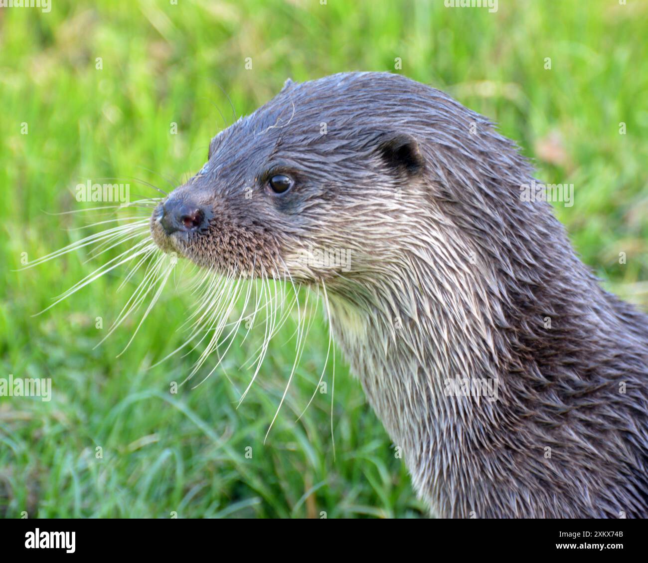 Allerta Otter europea, appena fuori dall'acqua. Foto Stock