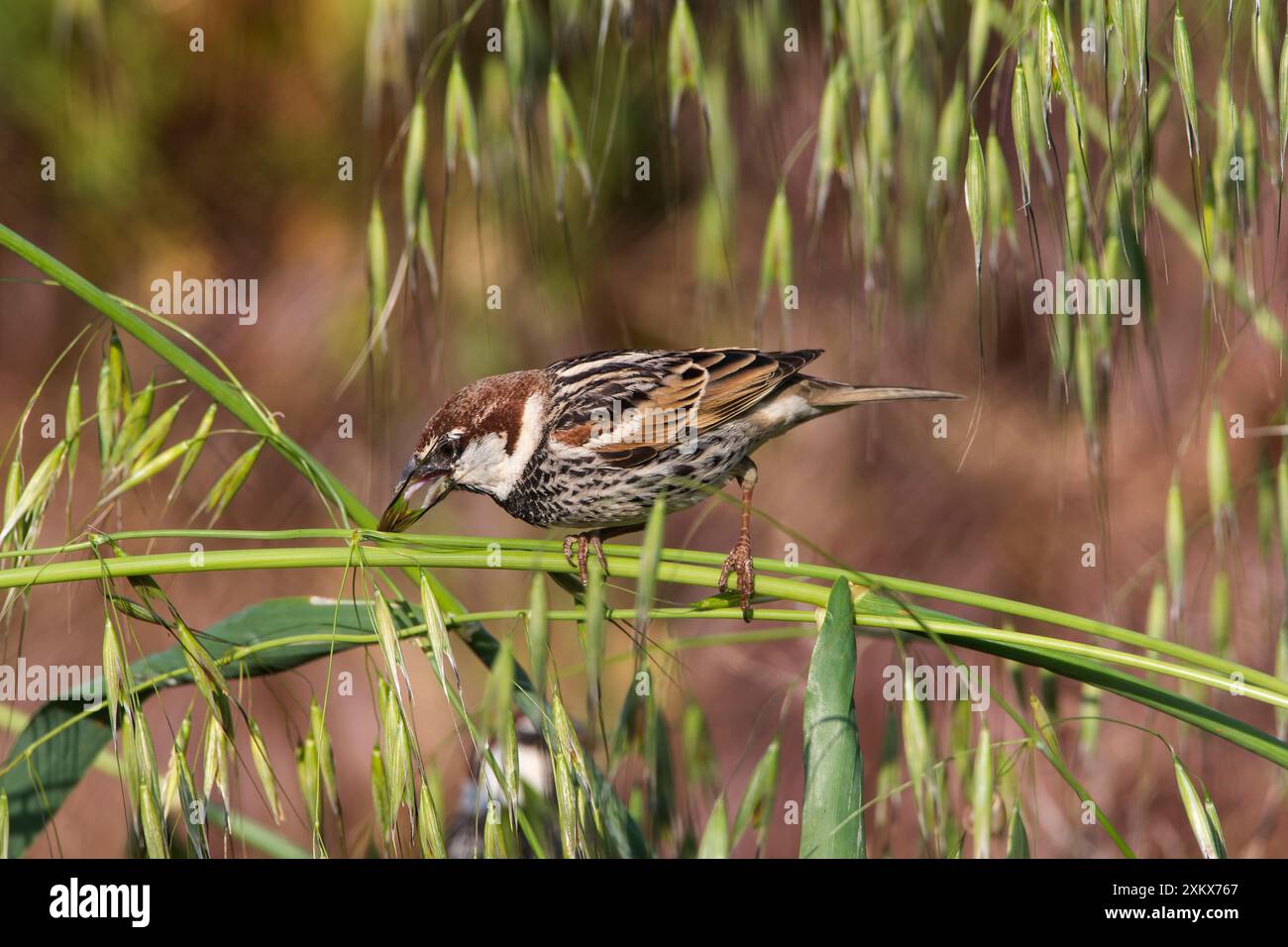 Spagnolo / Willow Sparrow Foto Stock