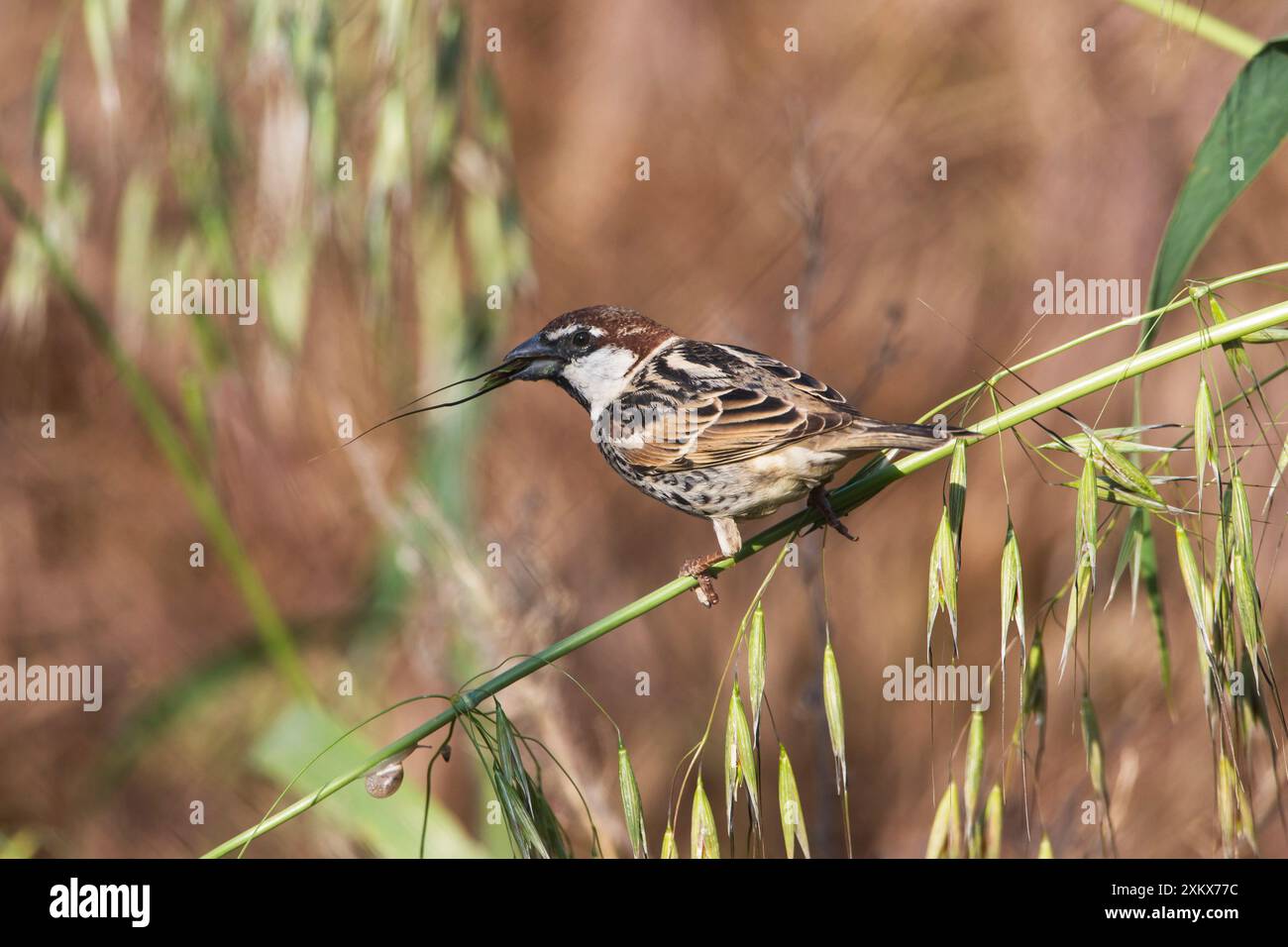 Spagnolo / Willow Sparrow Foto Stock