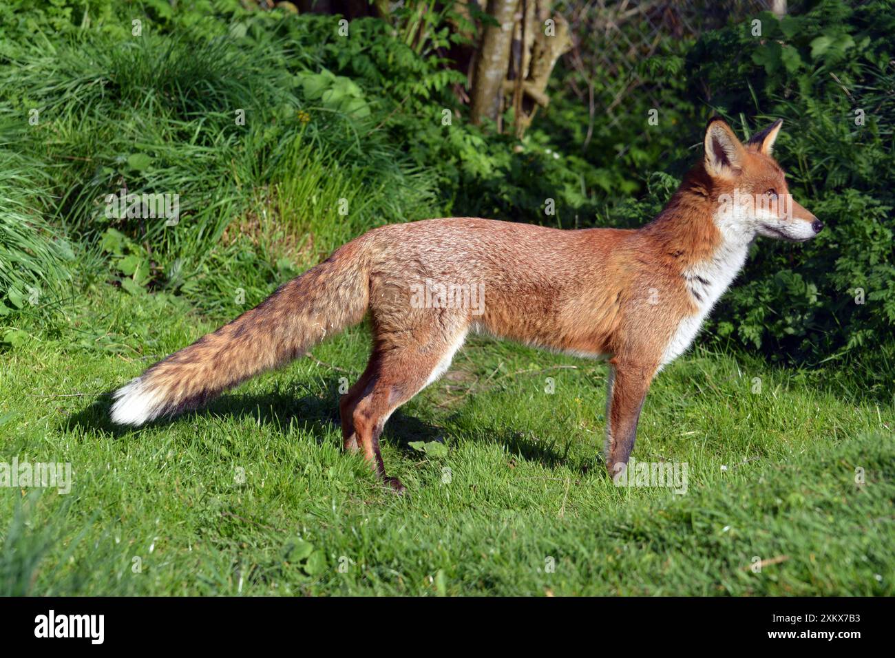 Fox fissava intensamente le potenziali prede Foto Stock