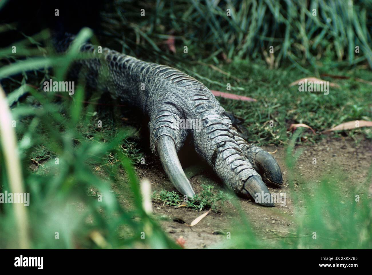 Cassowary settentrionale / a singolo wattling Foto Stock