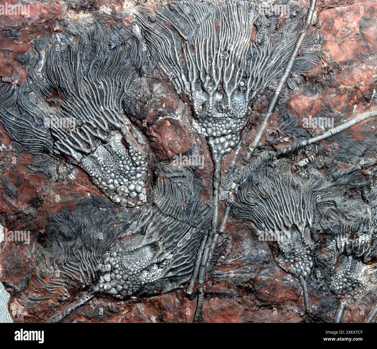 Crinoidi fossili Foto Stock